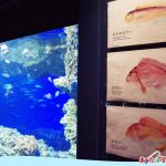京都水族館の魚名板