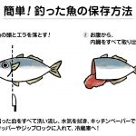 釣った魚の保存方法
