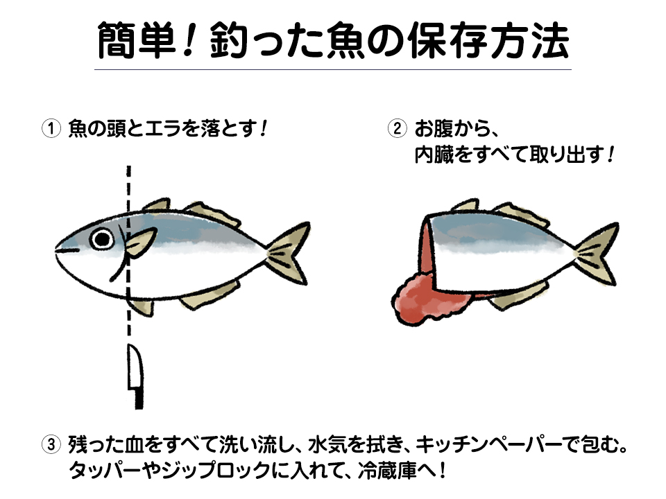 釣った魚の保存方法 | あした、釣りいこ! 通信