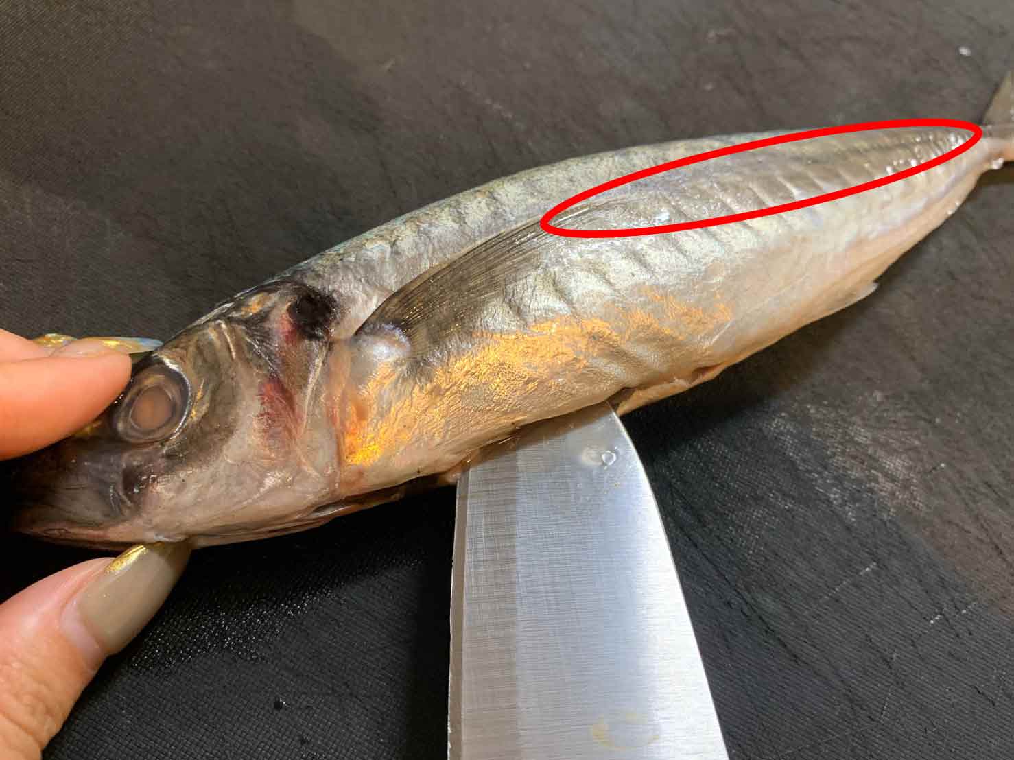 レシピ 釣った魚を干物にしてみよう 一夜干しシートで簡単チャレンジ あした 釣りいこ 通信